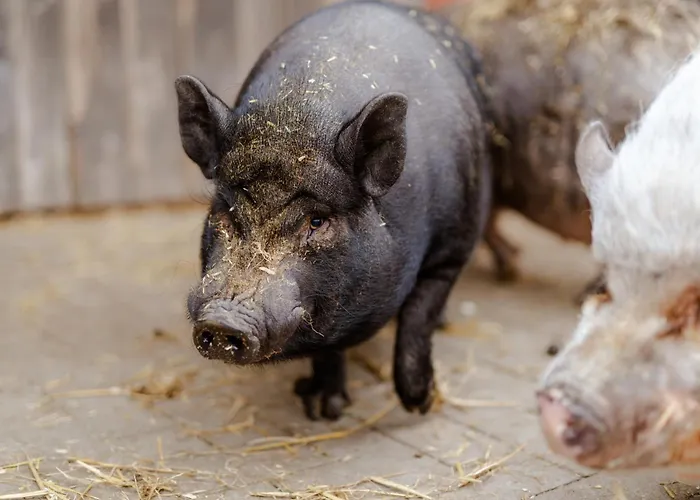 بيت للعطل Backhaus 3 *