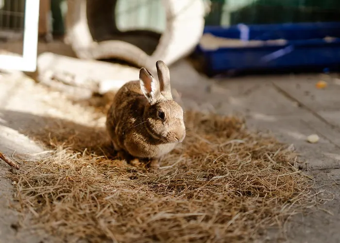 Backhaus 3 بيت للعطل Staberdorf